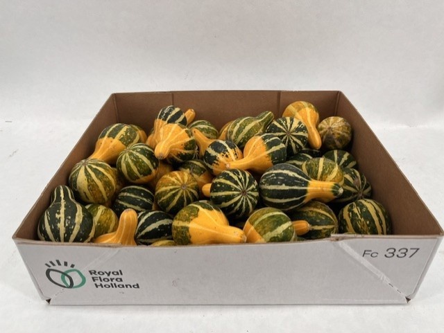 Ornamental Fruits Per Piece
