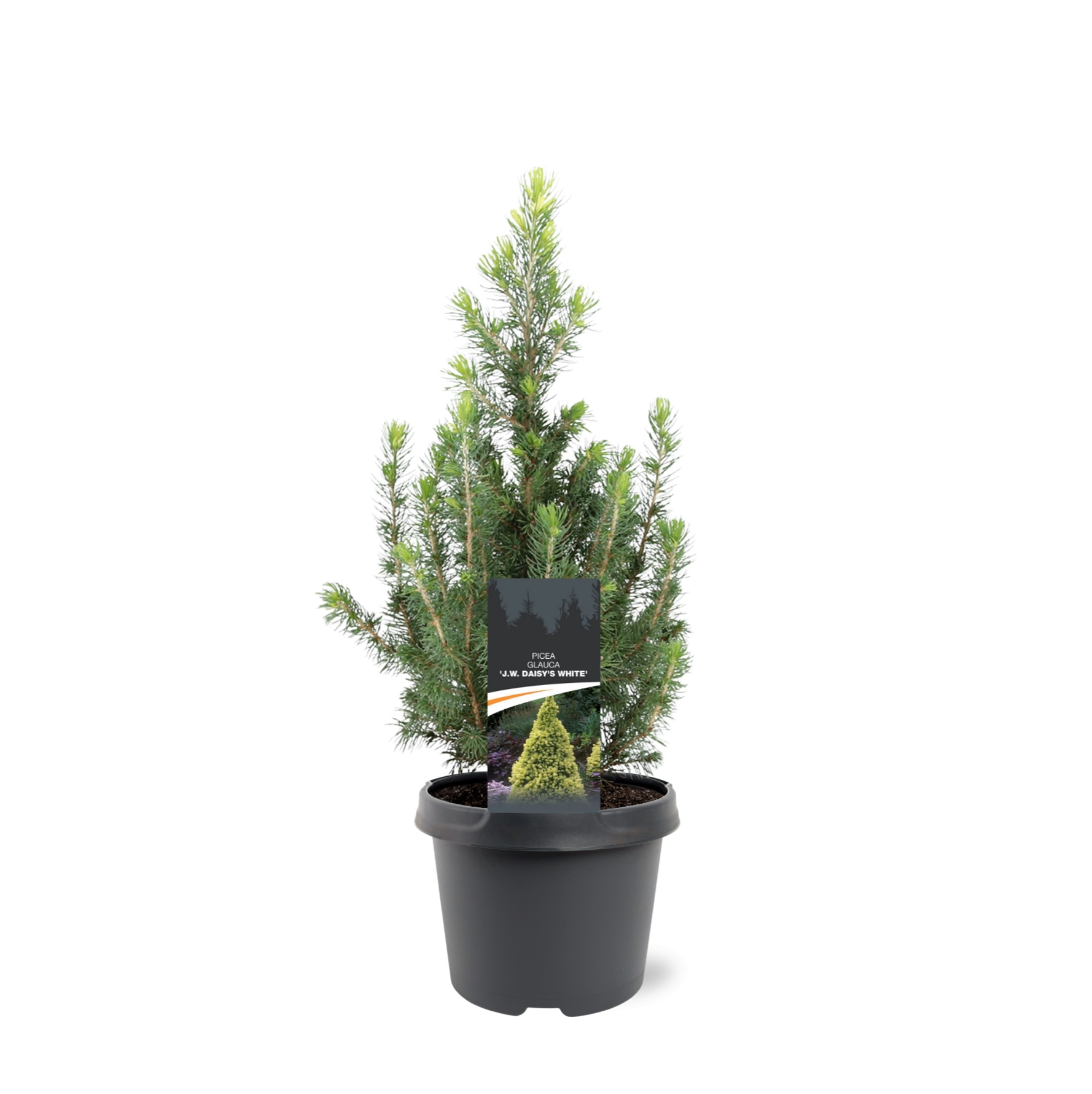 Picture of Picea glauca J.W. Daisy's White P19 (3 Ltr)