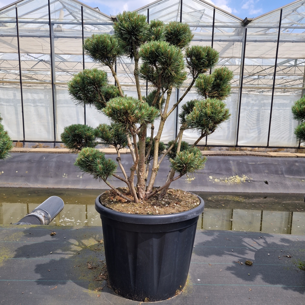 Picture of Pinus sylvestris Watereri C110 100/110