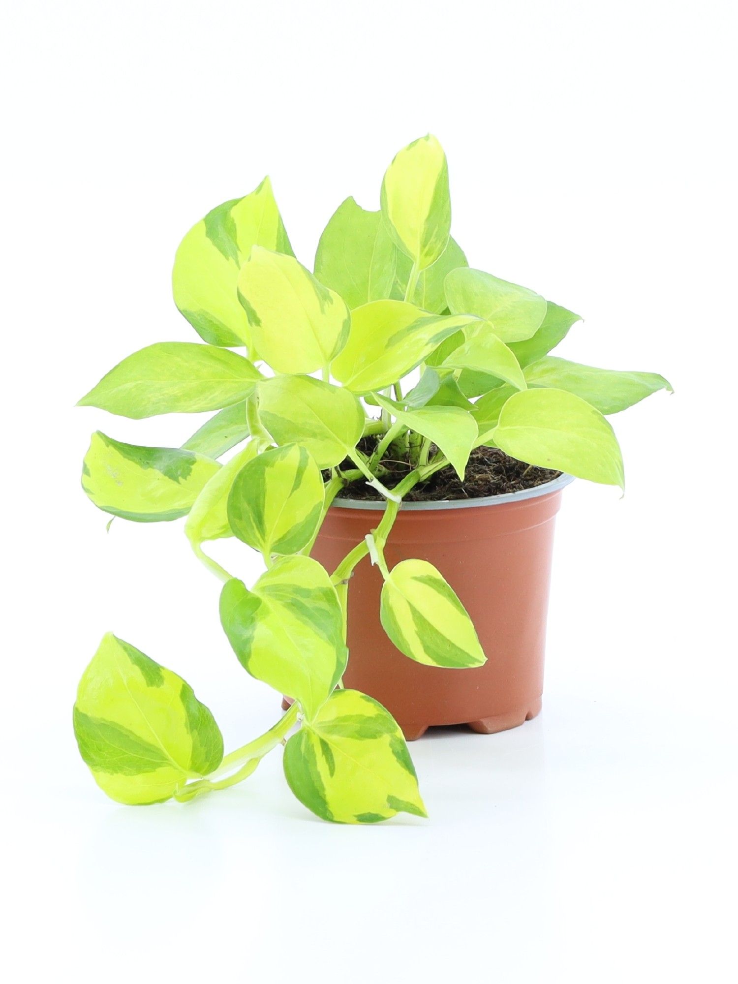 Epipremnum pinnatum Kiwi | Hamiplant