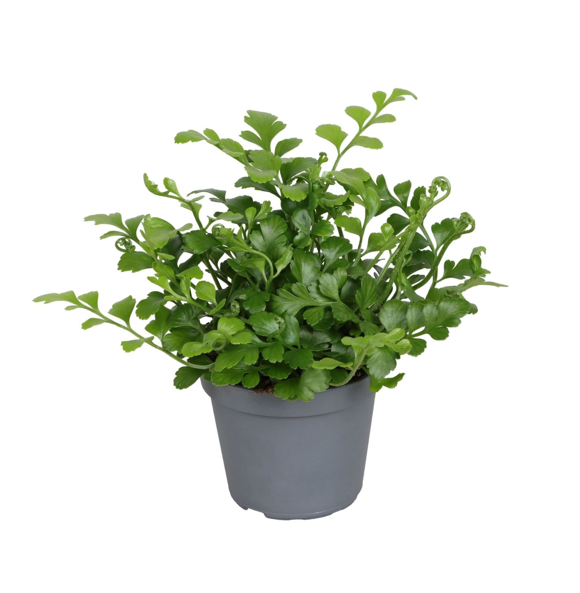 Asplenium Difforme x Dimorphum 'Parvati'