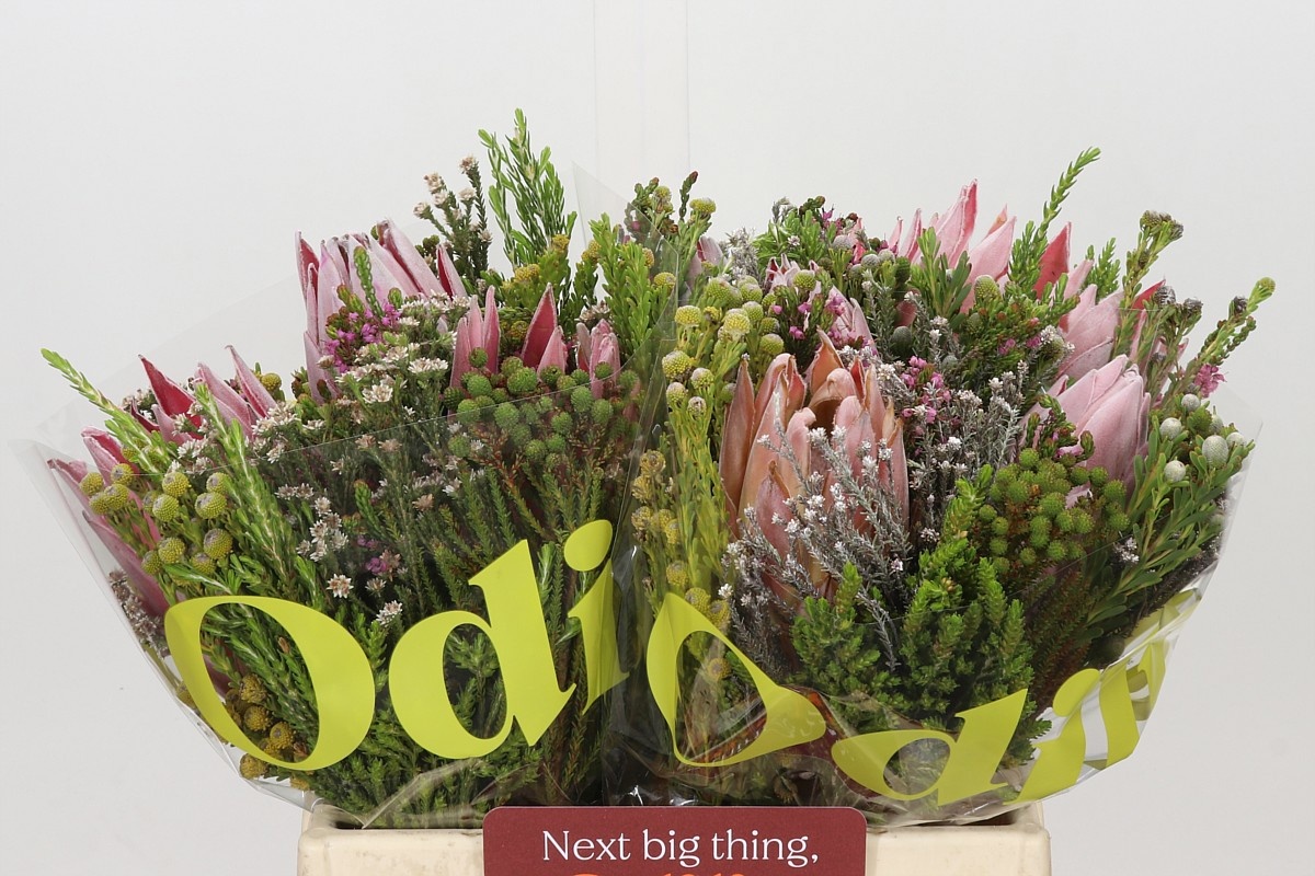 Protea 40cm