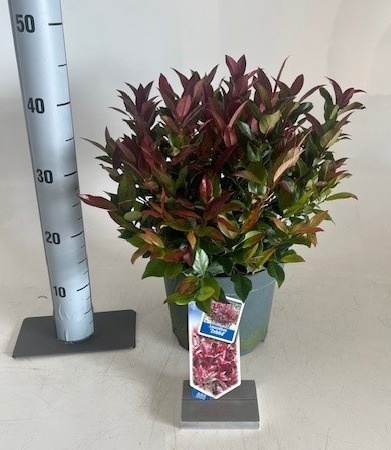 Leucothoe Zeblid 23Ø 40cm