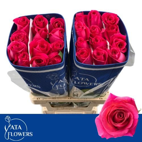Rosa Pink Floyd 50cm