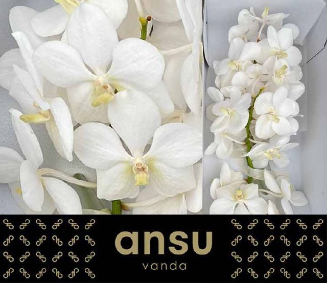 Vanda Tayan Opal Whi