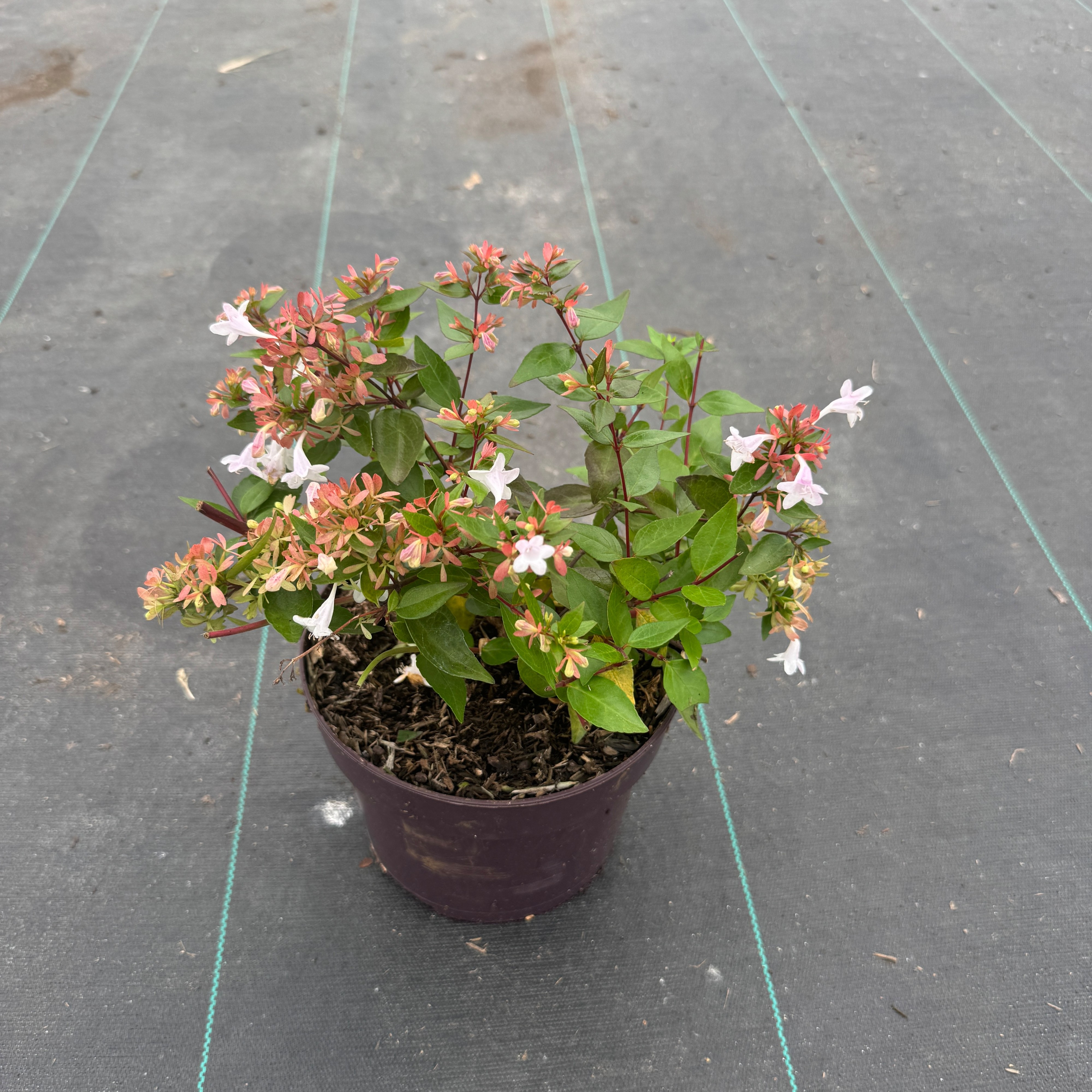 Abelia grandiflora