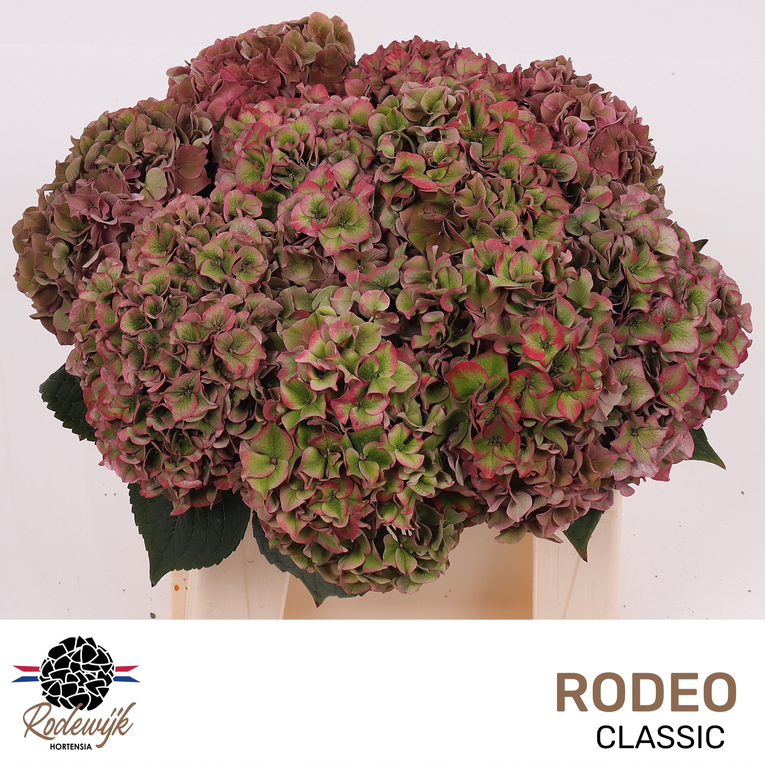 Hydrangea Rodeo Classic Pink 40cm 15Ø