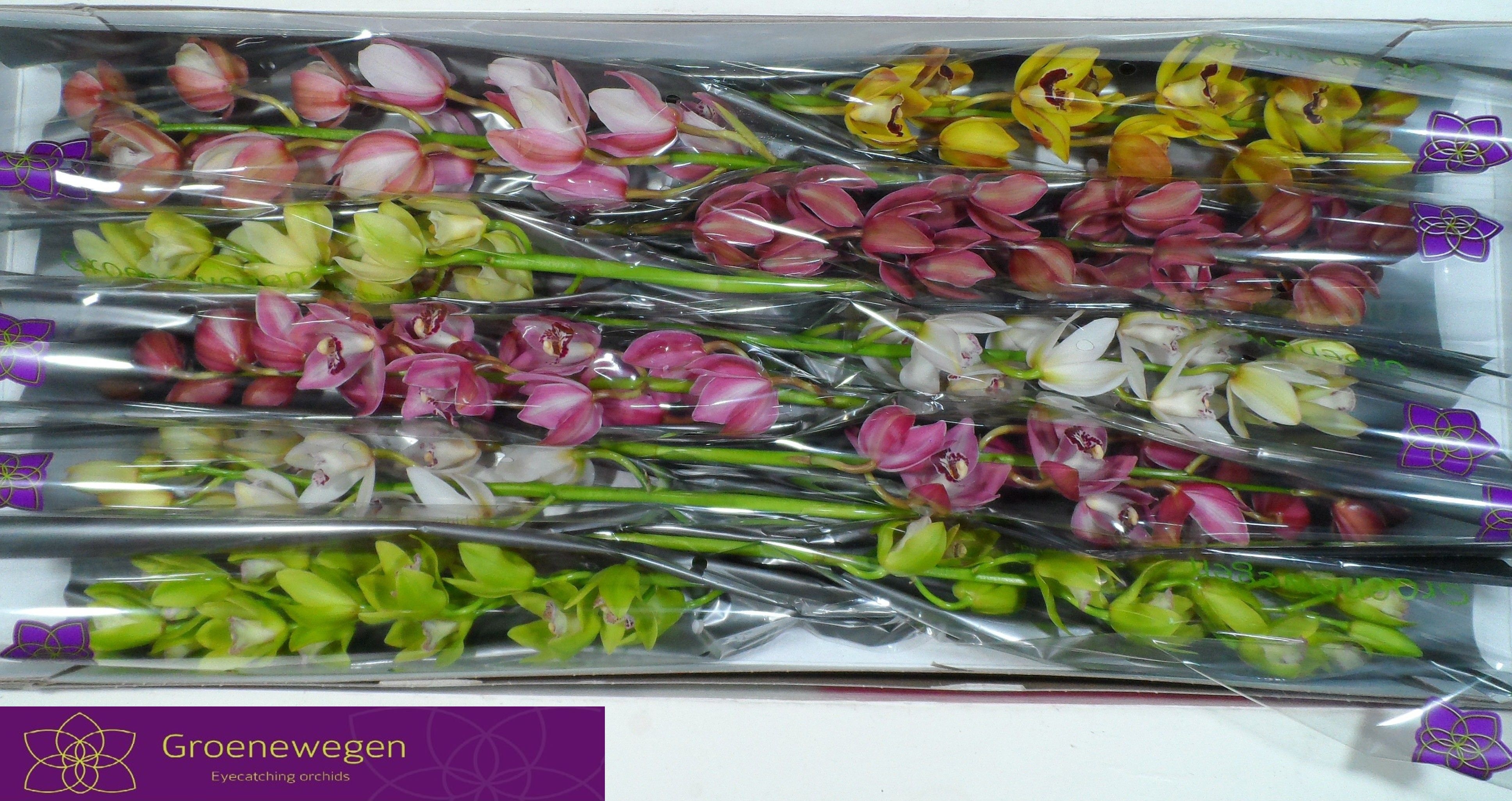Cymbidium Asst Mini 60cm