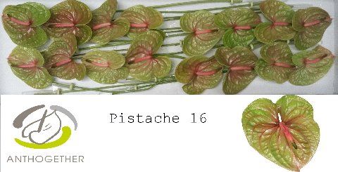 Anth A Pistache