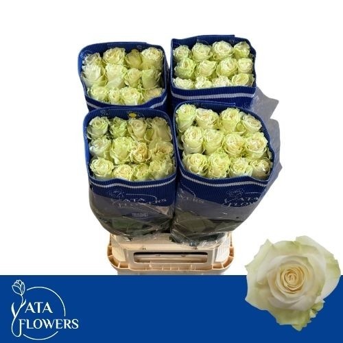 Rosa Mondial 90cm