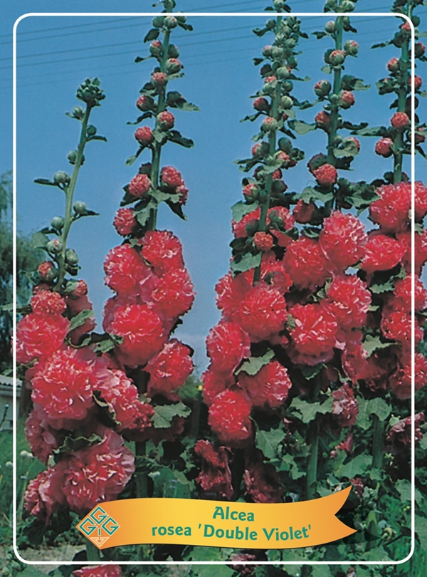 Picture of Alcea Mix 6x10 srt. per shelve P11