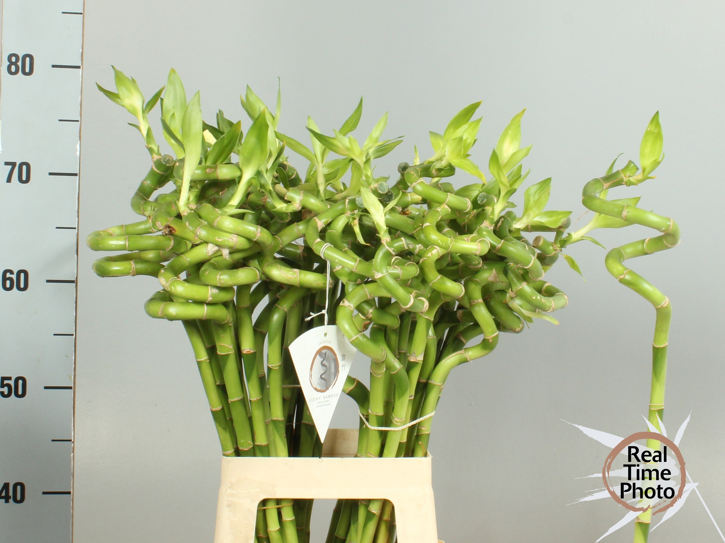 Drac S Lucky Bamboo