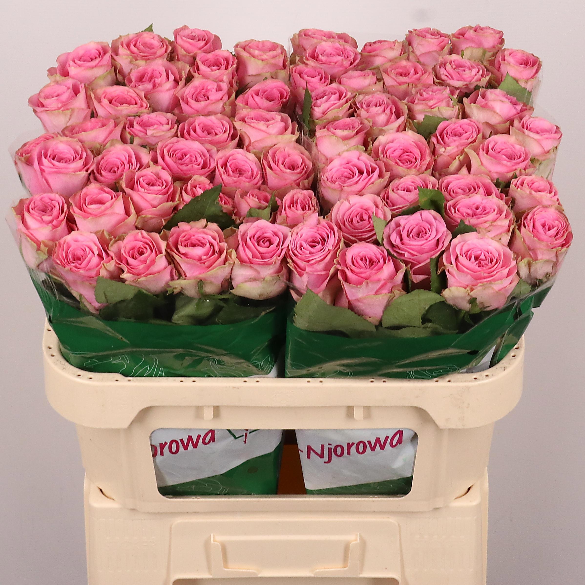 Rosa Renaissance 70cm
