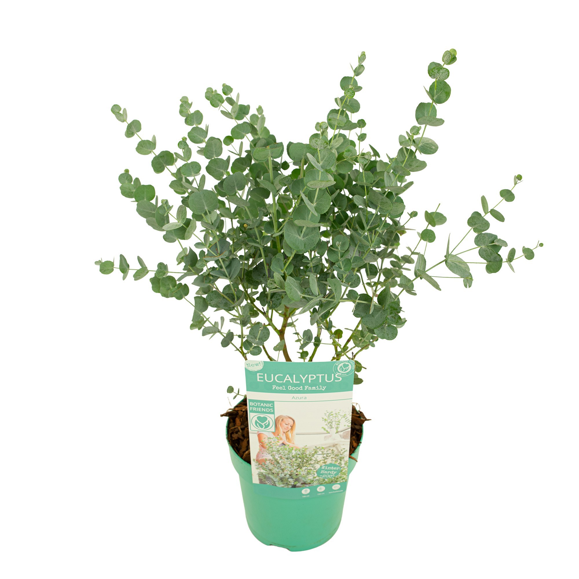 Eucalyptus gunnii Azura ('Cagire')