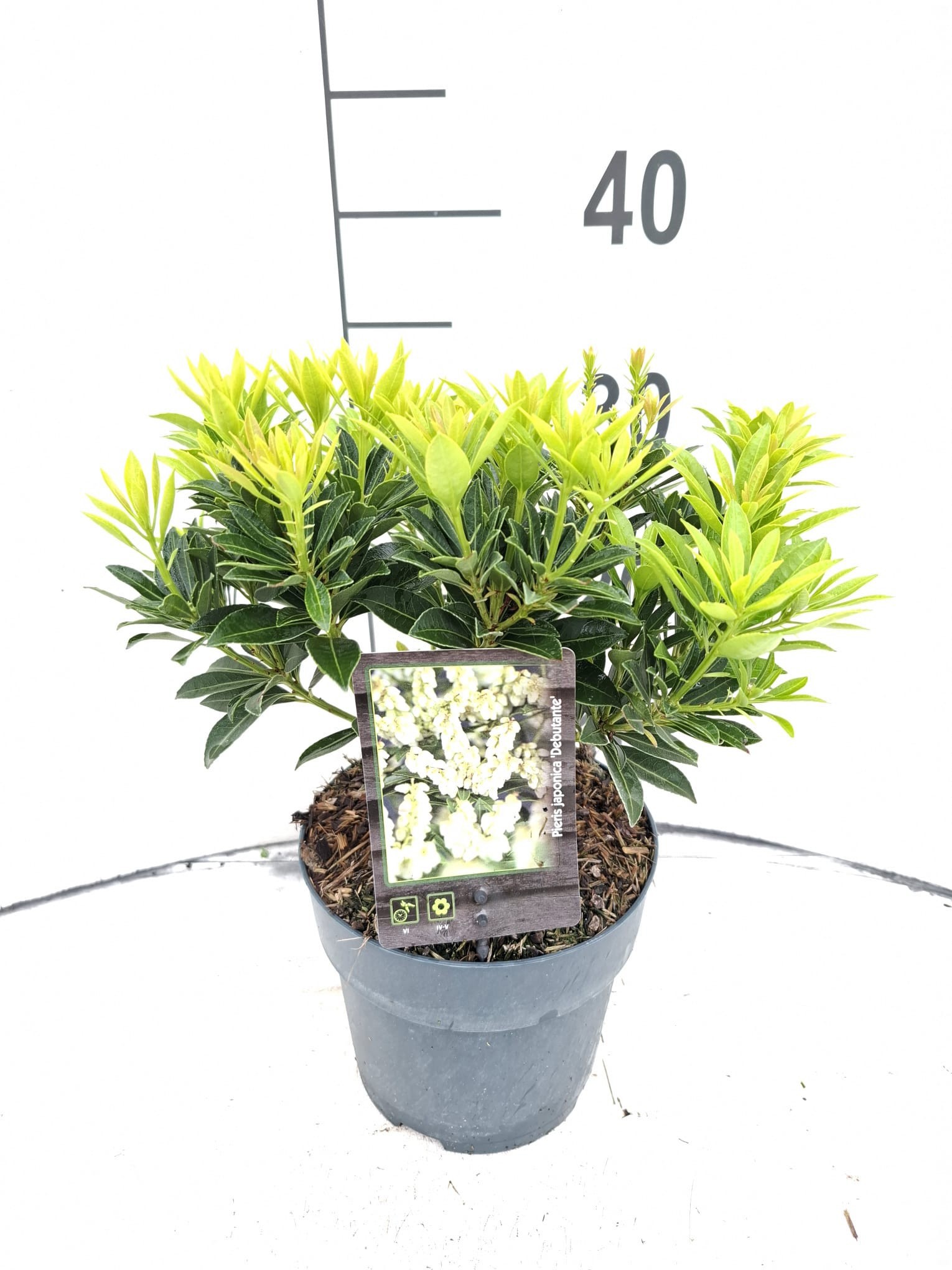 Pieris japonica 'Debutante'