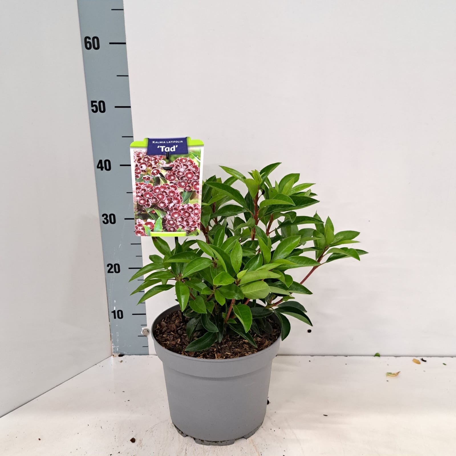 Kalmia latifolia 'Tad'
