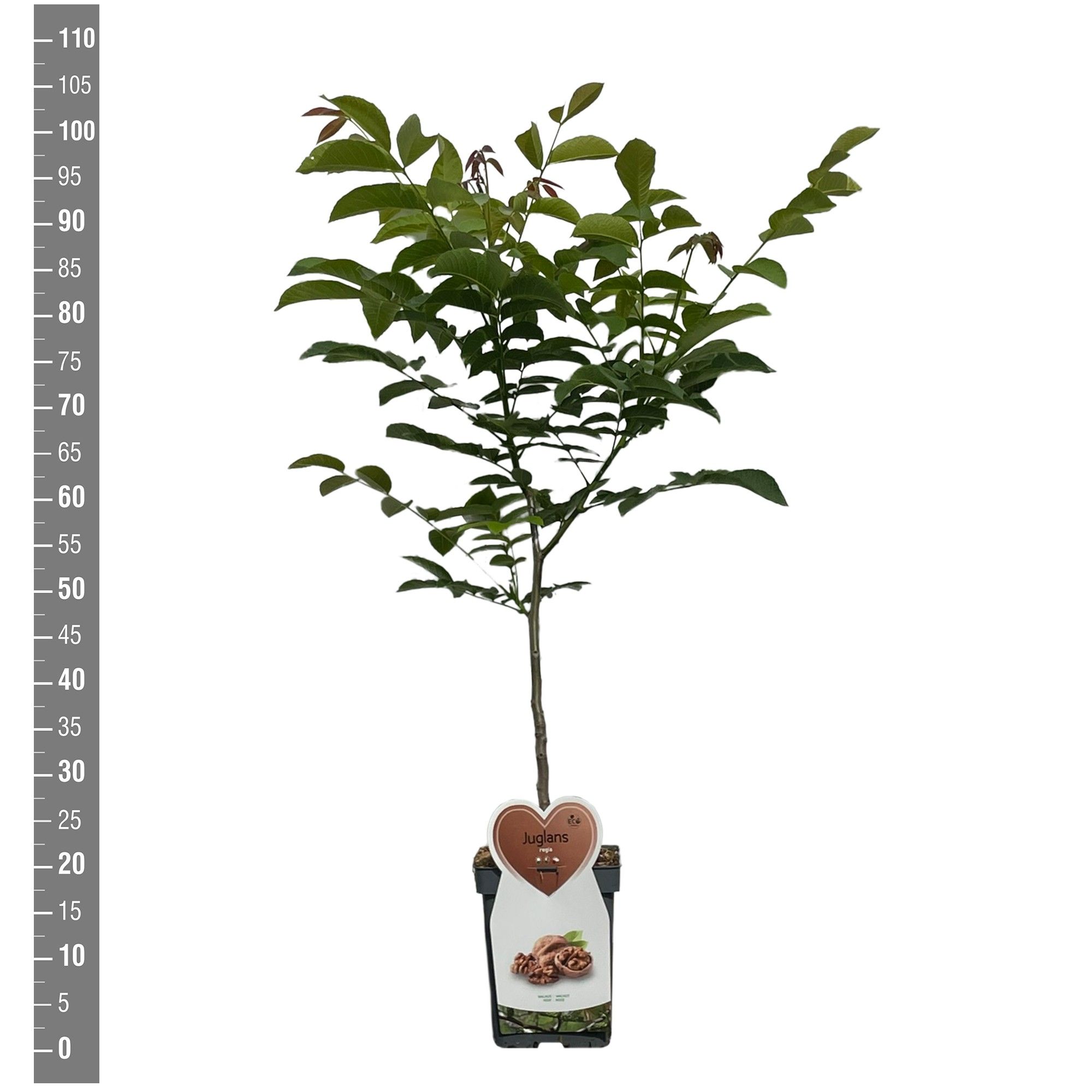 Juglans regia