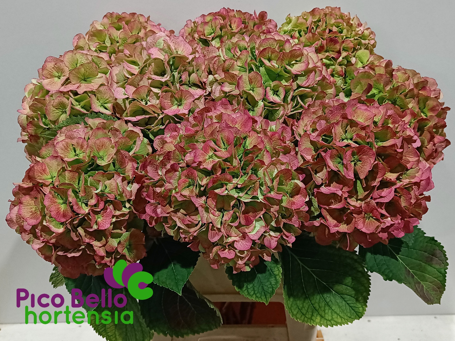 Hydrangea Verena Classic Red Green 90cm 24Ø