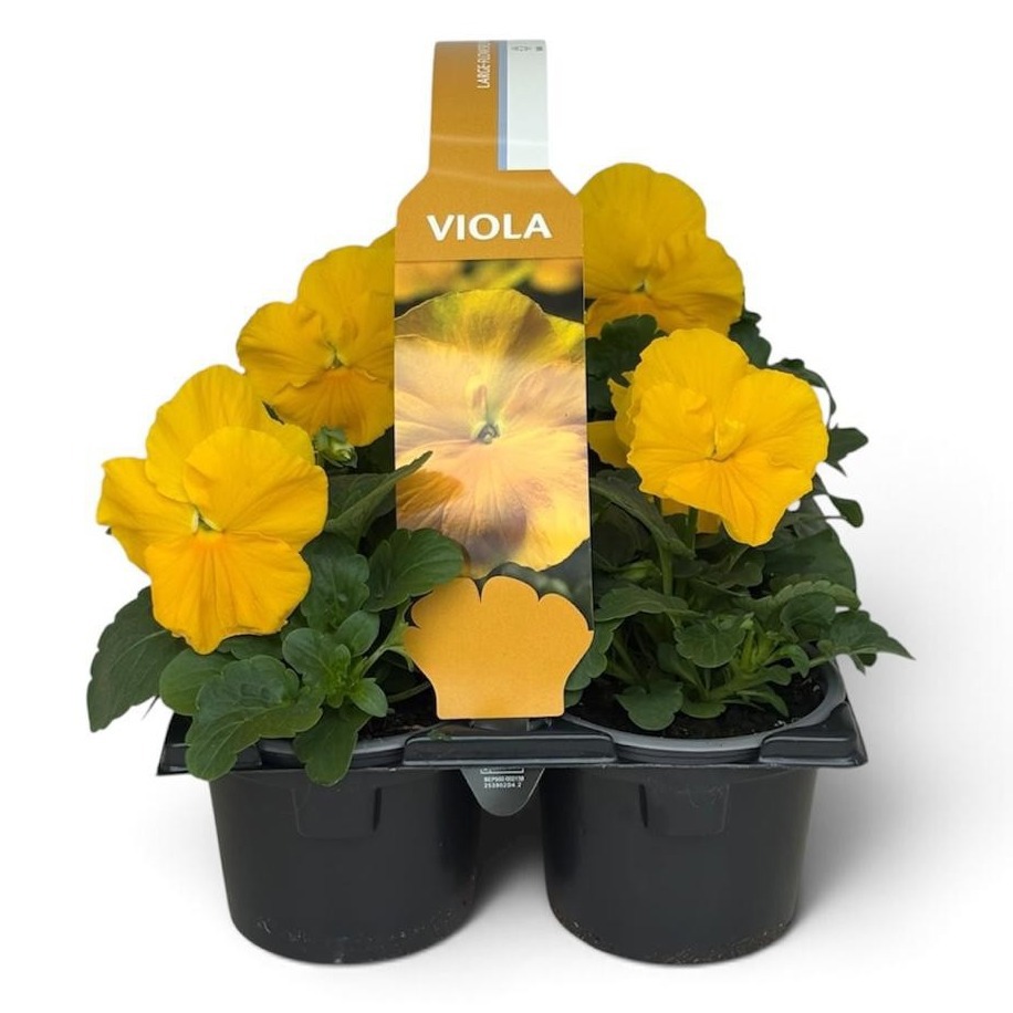 Viola Sixpack Viola F1 Clear Yellow