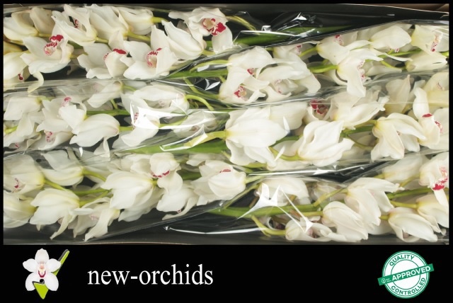 Cymbidium Mazurka 80 Cm - 12/15bl