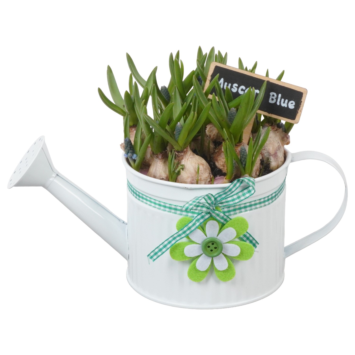 Picture of PTMB1038 Arrangement Muscari in zinc watercan P12 17cm