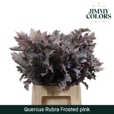 Quercus Rubra L60 Frosted Roze