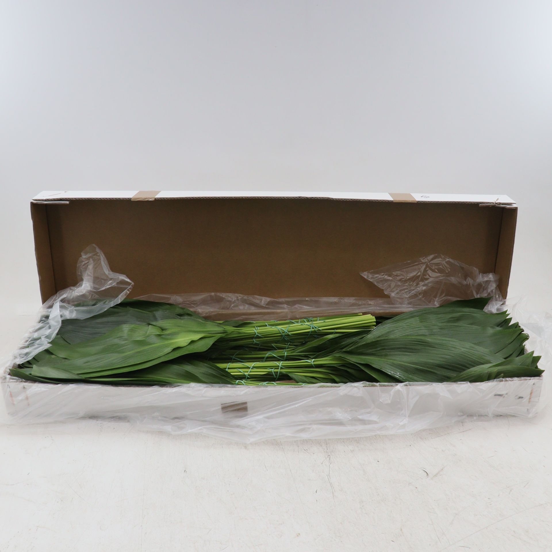 Aspidistra Leaves Bunch 70cm