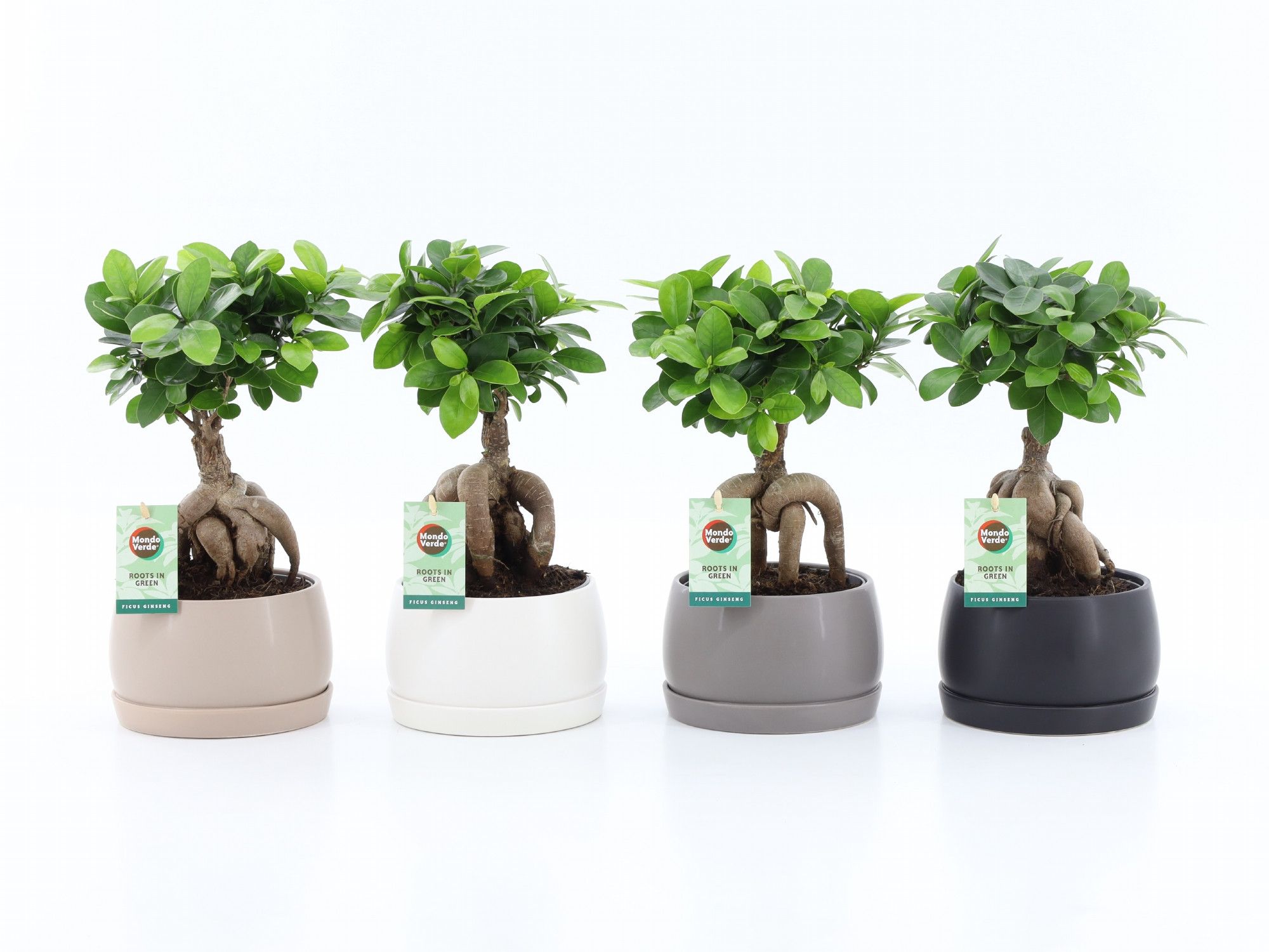 Ficus micr. Ginseng Shengi Pot | OZ Planten