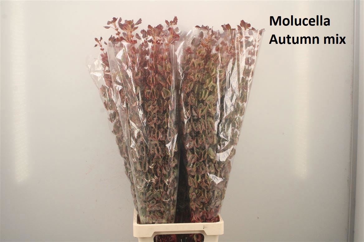 Painted Greenery Per Bunch 100cm