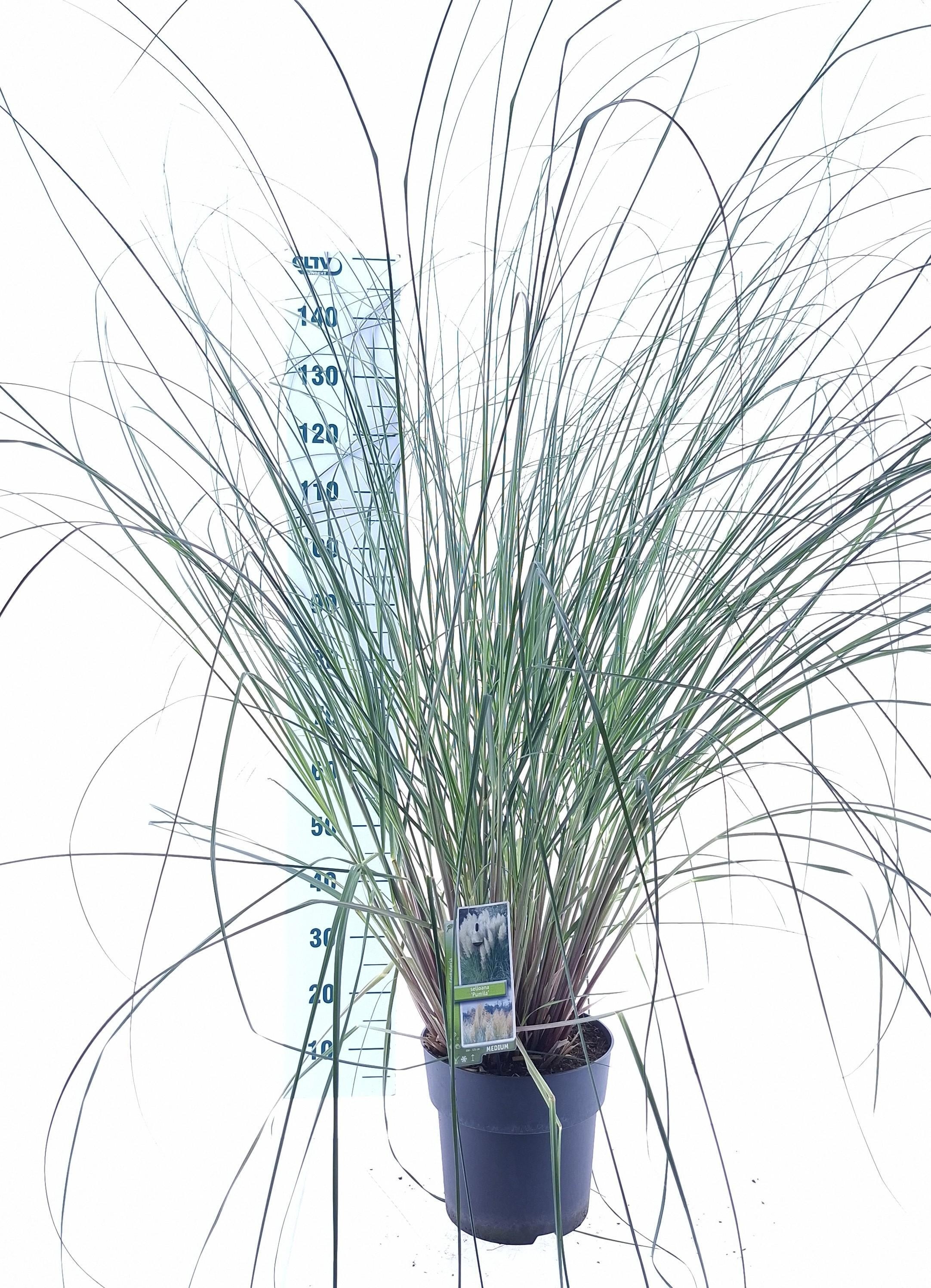 Cortaderia selloana 'Pumila'