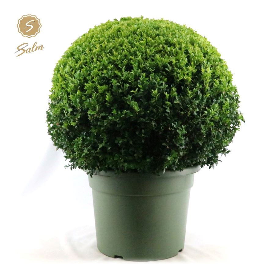 Picture of Buxus semp. Ball Ø70cm P45