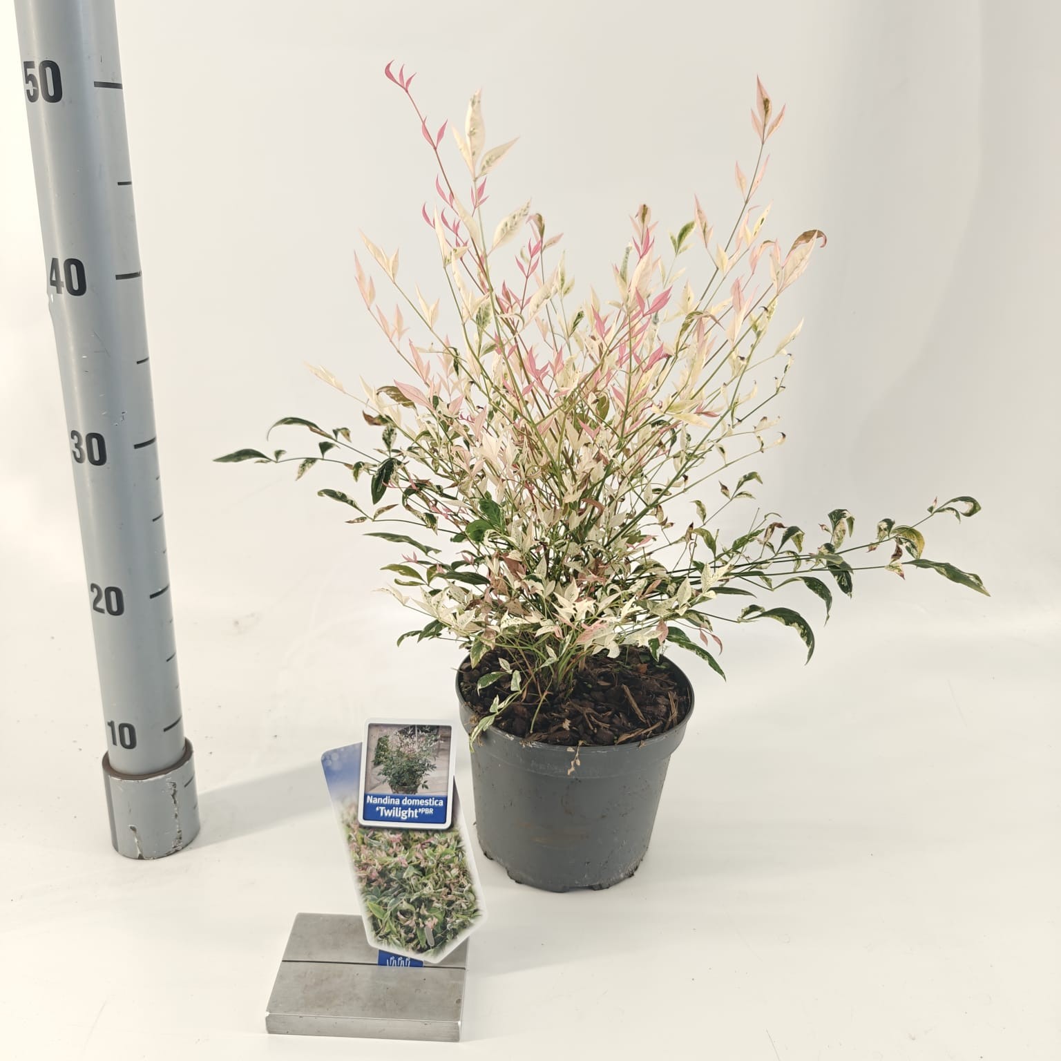 Picture of Nandina domestica 'Twilight'
