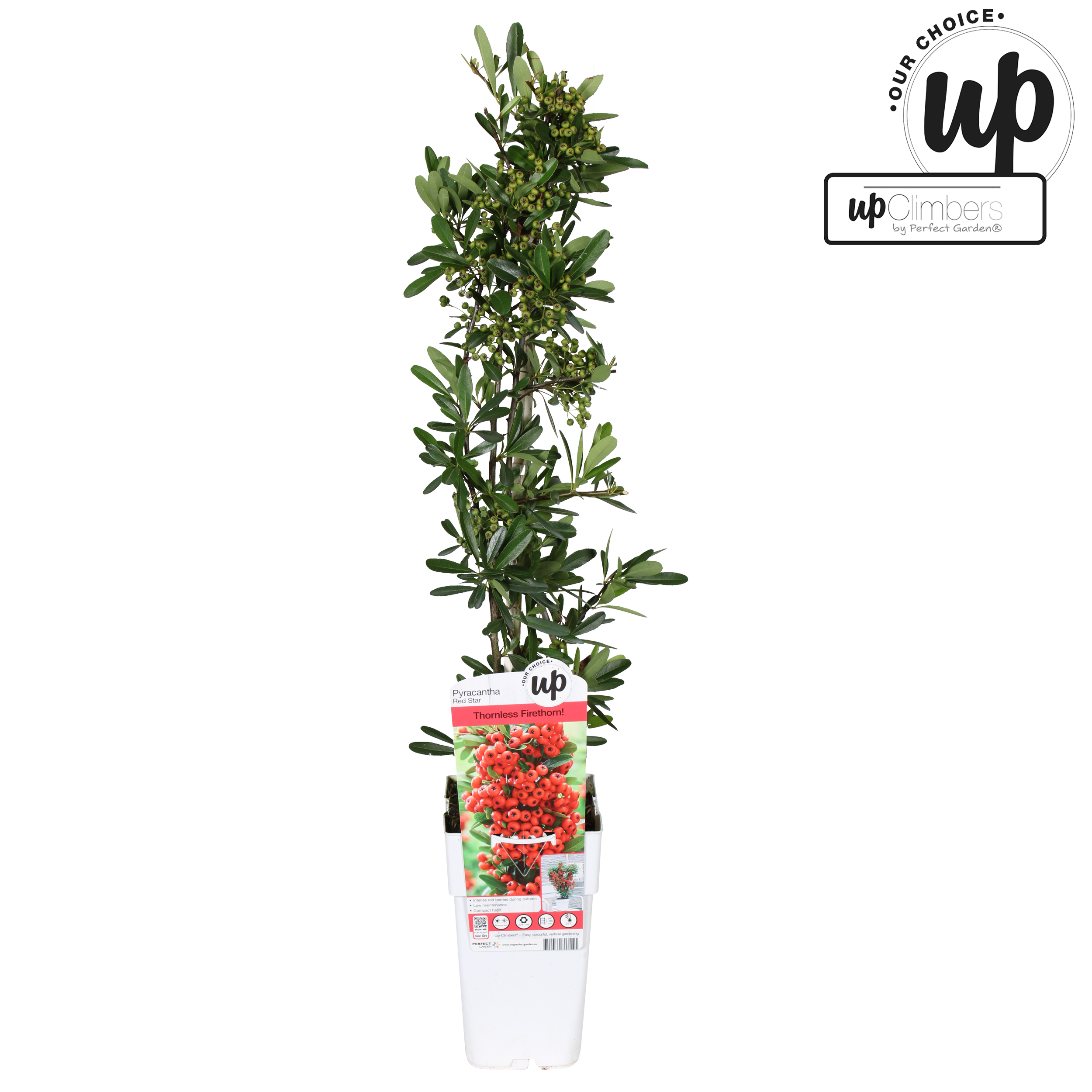 Picture of Pyracantha coccinea Red Star P15