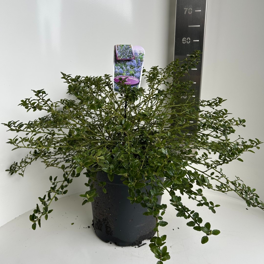 Picture of Ceanothus thyr. Repens P29 (10 Ltr) (LOOSE)