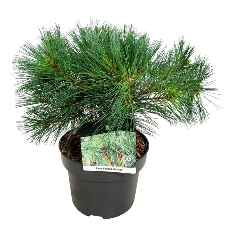 Picture of Pinus strobus 'Minima'