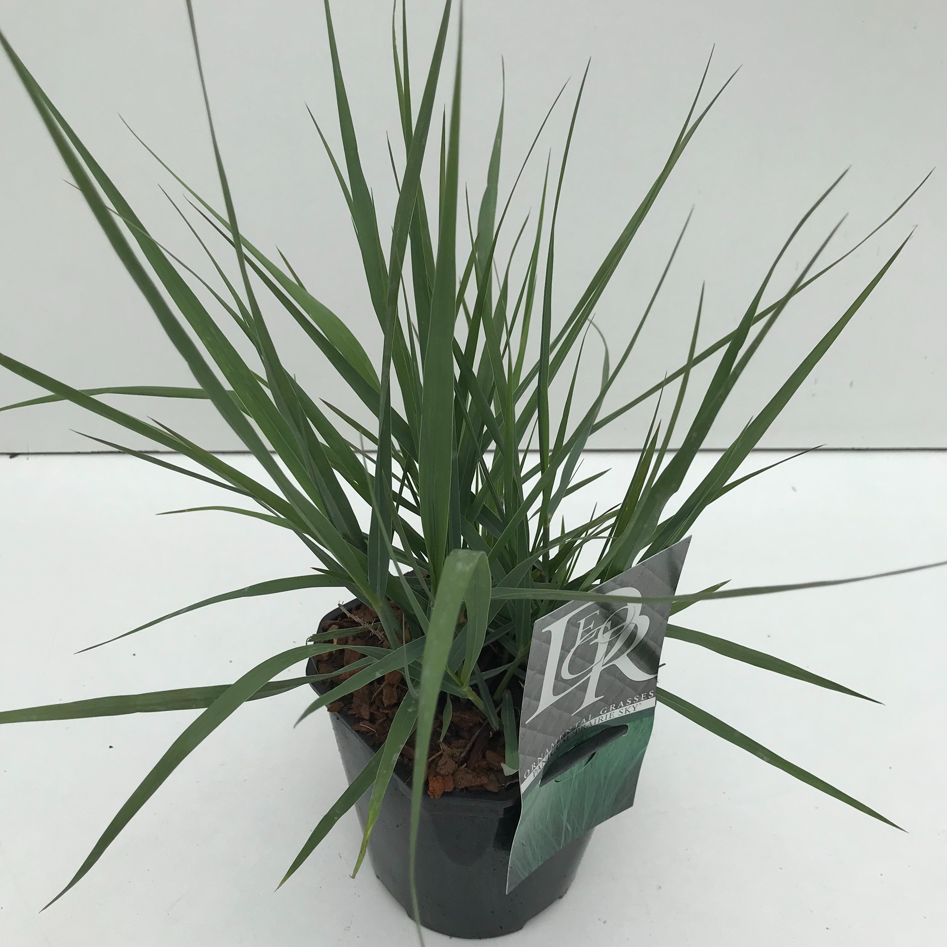 Picture of Panicum Prairy Sky P17 (2 Ltr) Square