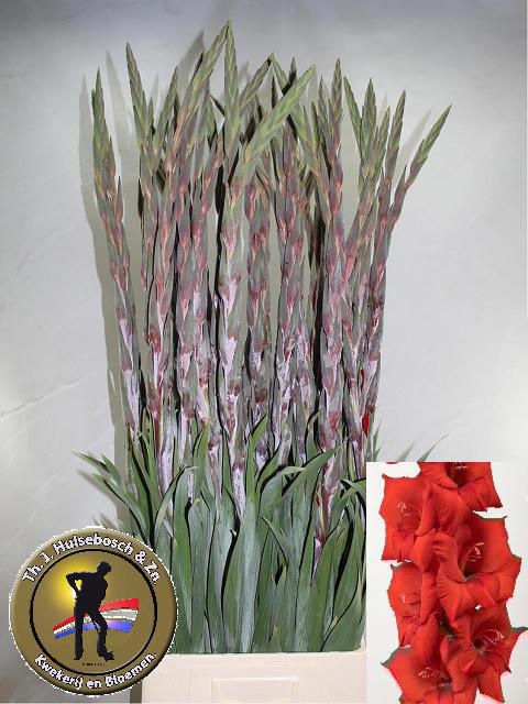 Gladiolus Costello 110cm 170gram