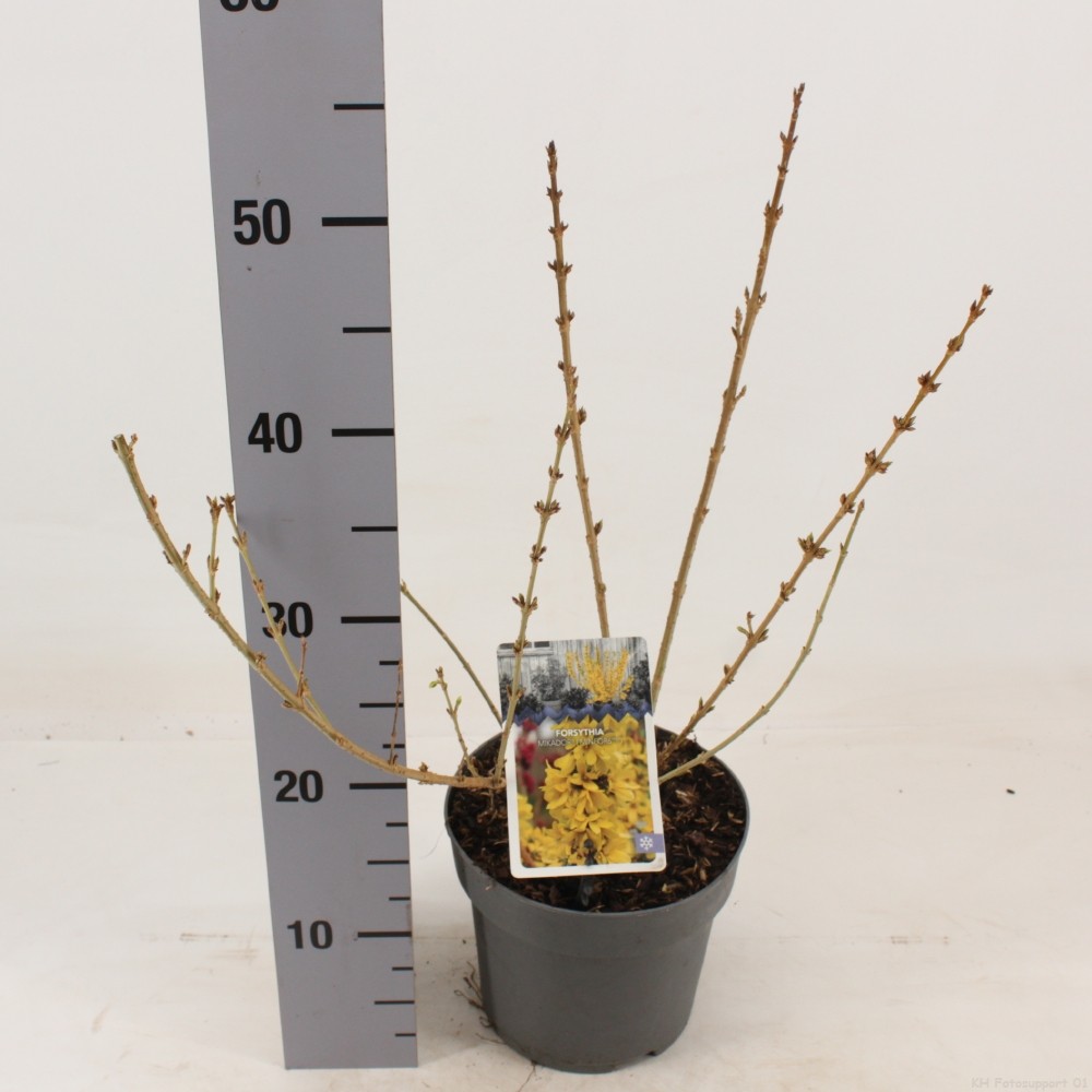 Picture of Forsythia x intermedia Mikador P17 (2 Ltr)