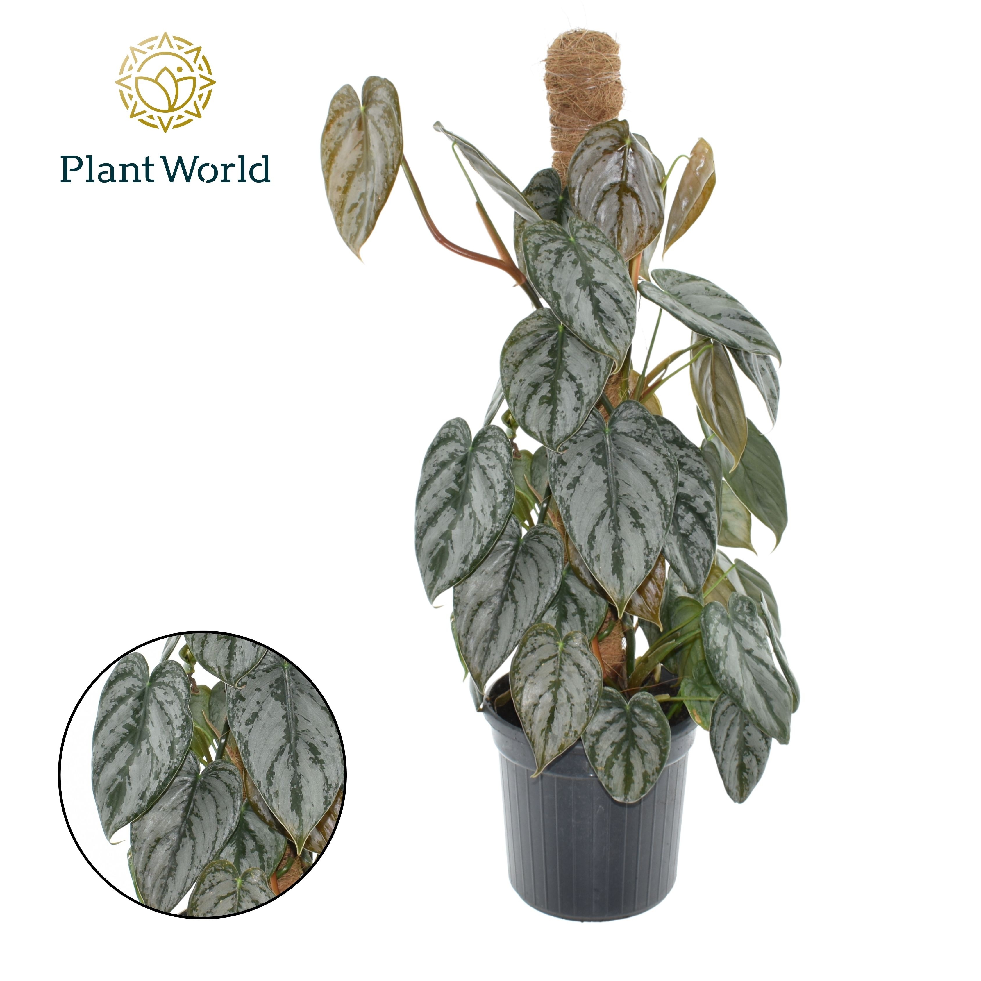 Philodendron brandtianum | Hamiplant