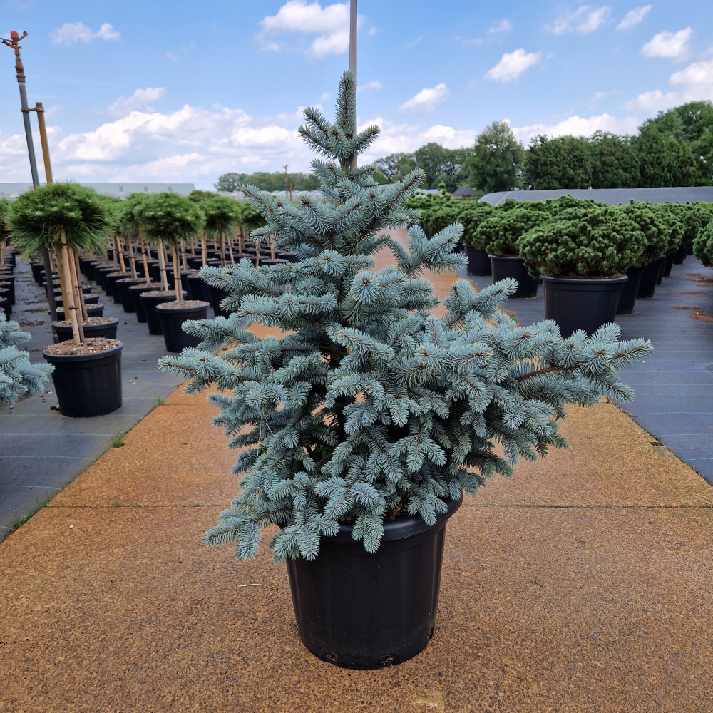 Picture of Picea pungens Blue Mountain C25 70/80.