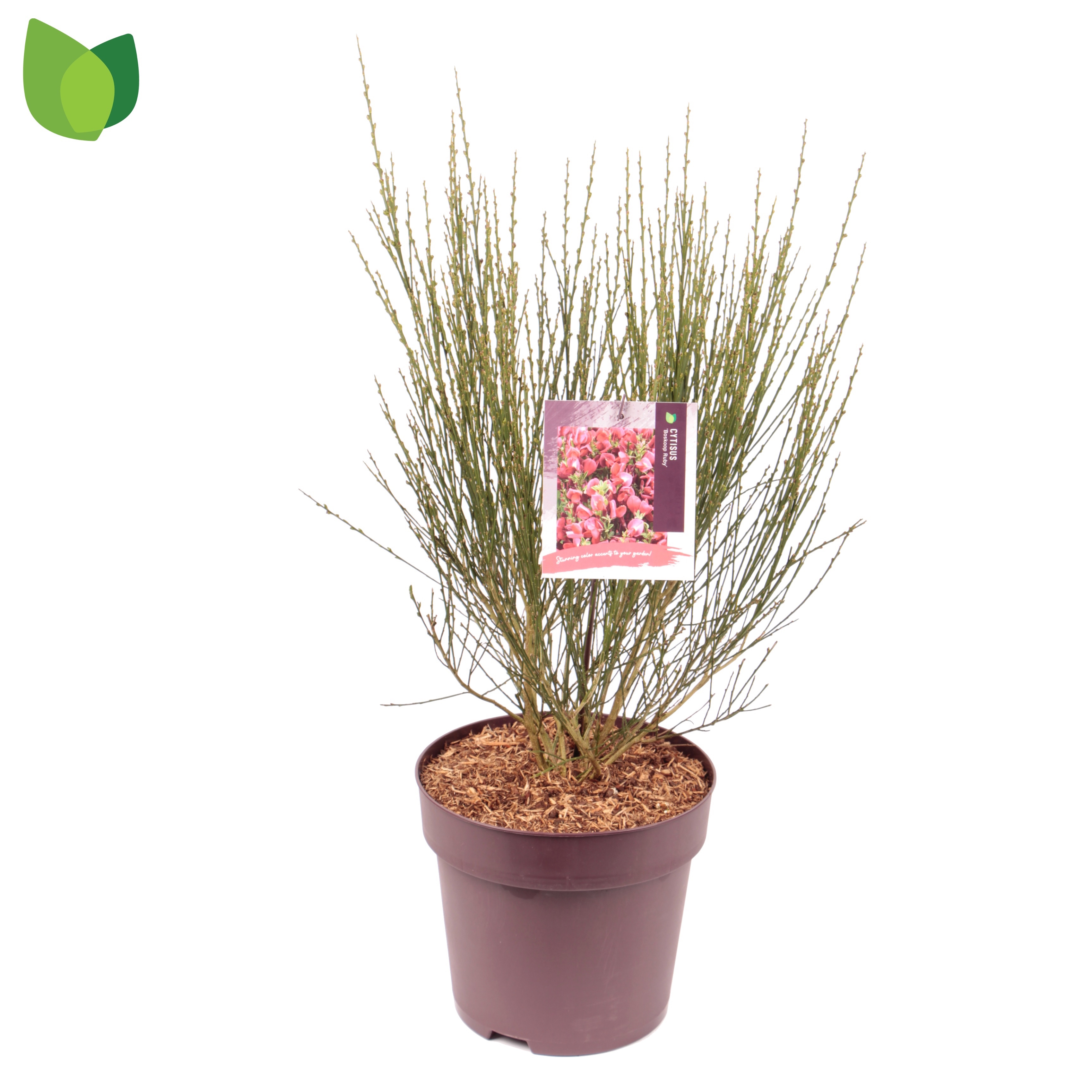 Cytisus 'Boskoop Ruby'