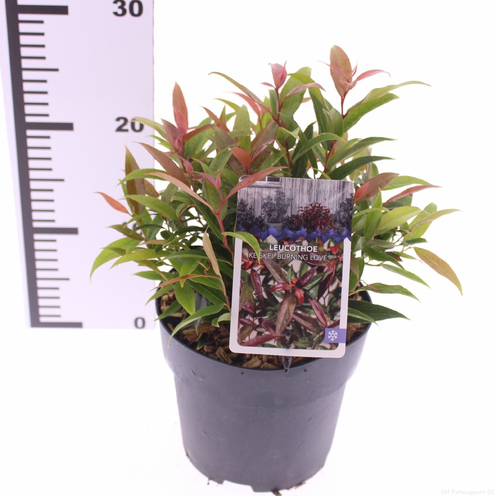 Picture of Leucothoe keiskei 'Burning Love'