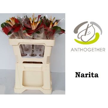 ANTH A NARITA 995