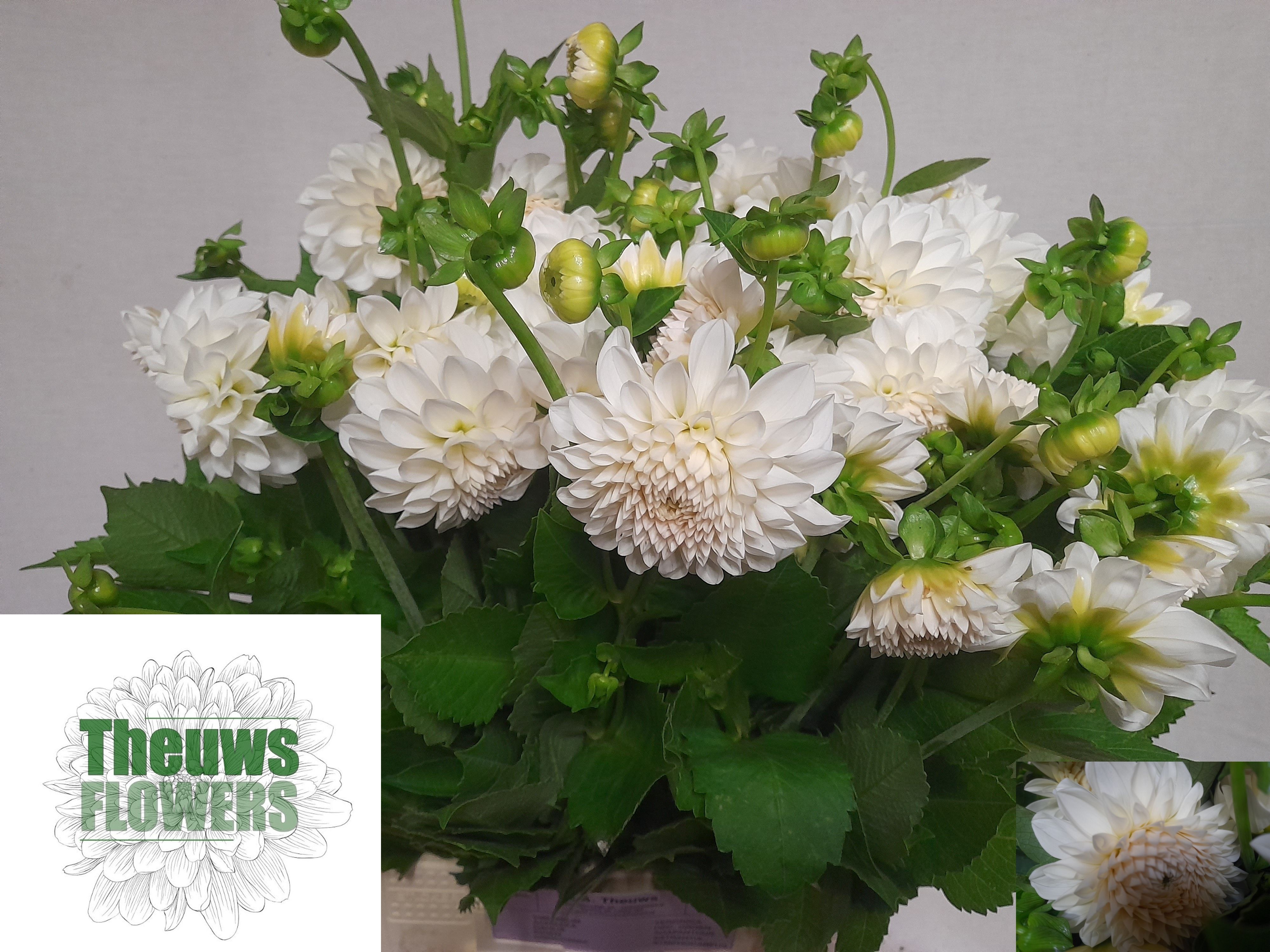 Dahlia Ball Boom Boom White 50cm