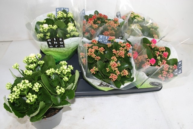 Kal Ge Gem 4 Kl 15P 26H 12bloei