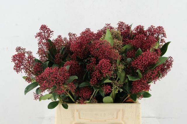 Skimmia Japonica Rubell 40cm