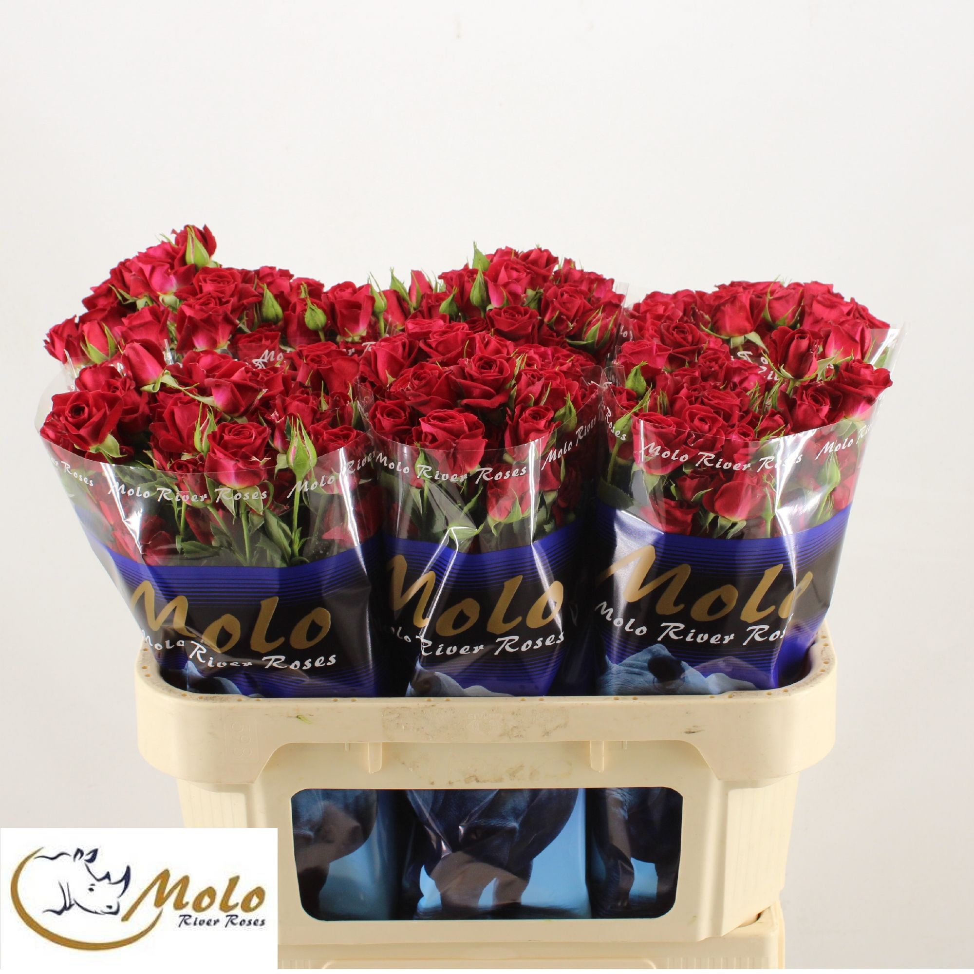 Rosa Spray Dominica 70cm