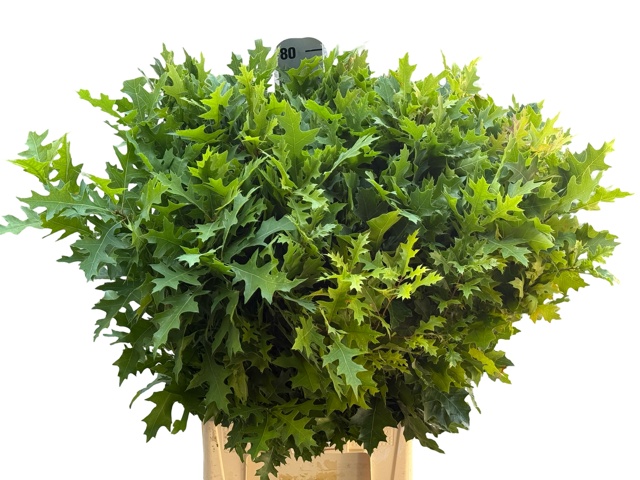 Querc Palustris