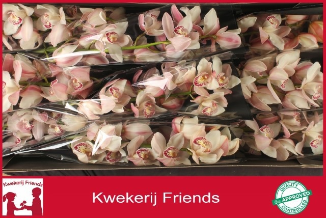 Cymbidium Summer Magic Pink 8/11bl