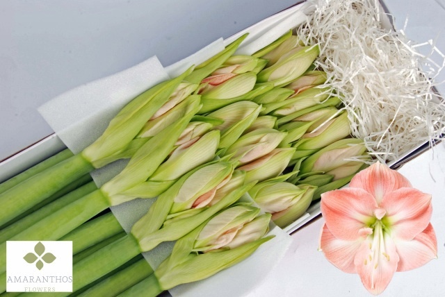 Hippeastrum Darling 4bl